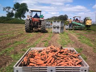 carota-novella-di-ispica-igp-eccellenza-siciliana-alla-conquista-dellitalia