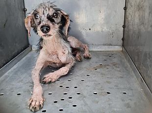 trapani-i-volontari-delloipa-salvano-bea