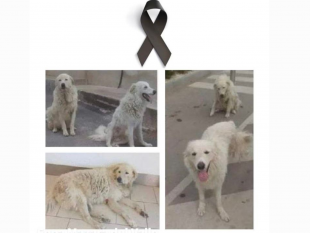 mazara-la-dc-condanna-luccisione-dei-cani-achille-e-blanco-e-chiesta-di-giustizia