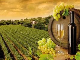 marsala-bando-ocm-vini-2013-14-fissato-l-incontro-con-gli-operatori-viticoli