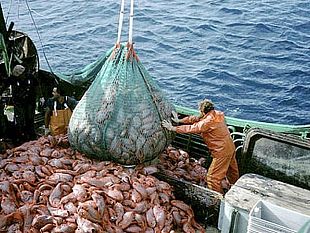 tonno-rosso-scilla-e-necessario-dare-equilibrio-economico-al-comparto