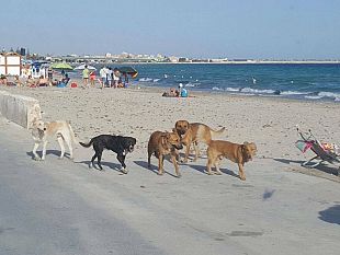 mazara-servizio-di-cattura-randagi-e-trasferimento-presso-struttura-autorizzata