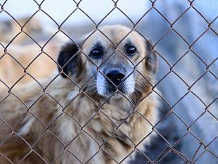 l-ampliamento-del-canile-comunale-abusivo-le-carte-raccontano-altro