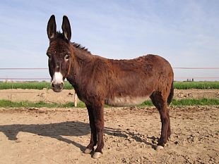 marsala/marsala-rinvenuta-nelle-campagne-marsalesi-unasina-di-colore-marrone