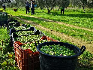 castelvetrano/a-selinunte-raccolte-le-olive-nel-fondo-confiscato