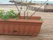 al-via-i-lavori-per-il-rifacimento-della-piattaforma-lignea-di-marinella