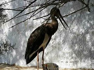 mazara-raro-esemplare-di-cigno-nero-segnalato-alla-polizia-municipale-sara-portato-al-centro-fauna-selvatica-di-ficuzza