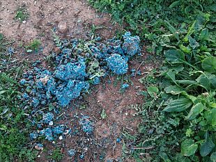 video-mazara-scoperto-un-altro-pasto-avvelenato-ieri-uccisi-due-cani-indagini-in-corso