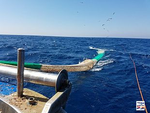 lamp-isole-egadi-avvia-la-nuova-campagna-di-diffusione-del-ted-sulle-barche-a-strascico-nellambito-del-progetto-life12-tartalife