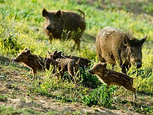 mazara-aumenta-la-presenza-di-cinghiali-nel-territorio-la-regione-approva-piano-proposto-dal-wwf