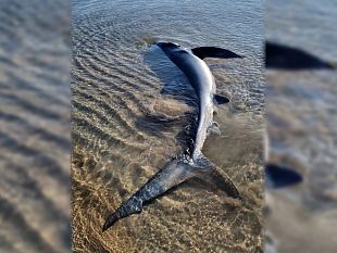 sciacca-uno-squalo-azzurro-fa-nascere-in-spiaggia-9-piccoli