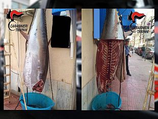 trapani-sequestrato-dai-carabinieri-tonno-in-cattivo-stato-di-conservazione-2-denunce