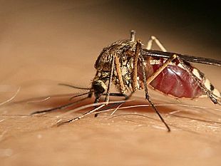 mazara/mazara-caso-di-west-nile-disinfestazione-straordinaria-a-tonnarella