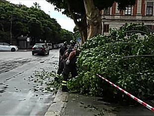 trapani-si-spezza-un-albero-in-piazza-vittorio-veneto