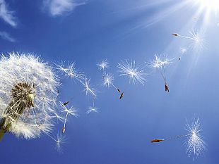 ultime-della-sera-vocazioni