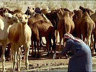 misteridicitta-fummo-piu-beduini-di-quel-che-credevamo