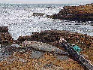 video-mazara-delfino-trascinato-sulla-scogliera-dalla-mareggiata
