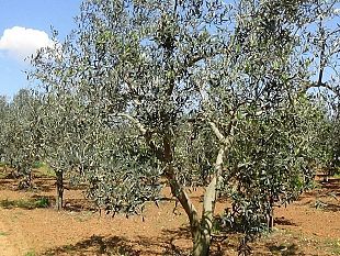 la-delusione-delle-aziende-per-castelvetrano-fuori-dalle-citta-dellolio