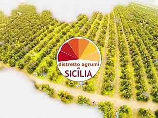 distretto-agrumi-di-sicilia-un-consiglio-di-amministrazione-rinnovato-che-punta-ancora-piu-in-alto