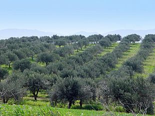 lotta-alla-mafia-per-i-beni-confiscati-e-nata-la-cooperativa-rita-atria