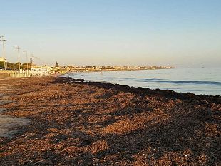 mazara-invasa-dalle-alghe-causa-maestrale-la-spiaggia-libera-di-san-vito-disagi-per-residenti-e-non-lassessore-reina-ci-stiamo-muovendo