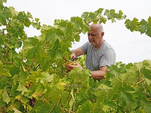 vendemmia-della-legalita-a-salemi-raccolti-44-quintali-di-uva-grillo