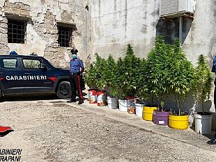 trapani/trapani-coltiva-piante-di-marijuana-arrestato-51enne-dai-carabinieri