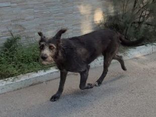 mazara/cagnolina-avvelenata-a-kartibubbo-lindignazione-del-sindaco-castiglione