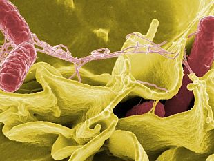 salmonella-in-provincia-di-trapani-allarme-rientrato