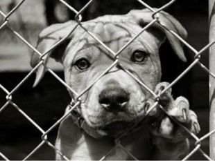 mazara-collaborazione-tra-il-comune-e-l-associazione-animali-nel-cuore-per-l-adozione-dei-cani