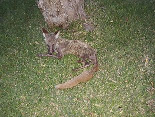 erice-volpe-gravemente-ferita-e-probabilmente-avvelenata-muore-in-via-santanna