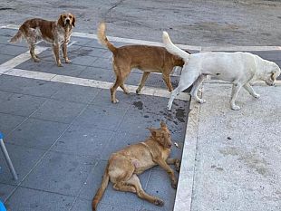 mazara-randagismo-problema-per-tutte-le-stagioni-e-amministrazioni-a-costiera-non-piu-sopportabile-2