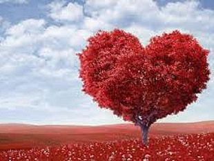 donate-dalla-forestale-220-piantine-lamministrazione-le-ha-piantumate