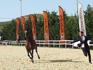 grande-successo-per-la-trapani-arabian-horse-cup