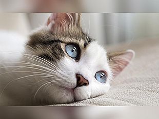 online-la-nuova-rubrica-prima-pagina-pet-settimanalmente-si-occupera-dei-nostri-amici-animali