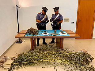 arrestato-marsalese-per-coltivazione-di-cannabis