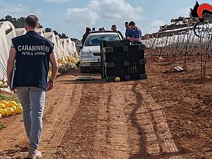 in-provincia-di-trapani-controlli-del-nil-dei-carabinieri-nel-settore-agricolo-e-della-ristorazione