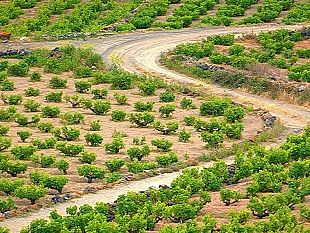 mazara/doc-pantelleria-dal-primo-gennaio-fascetta-di-stato