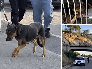 cagnolina-in-pericolo-sullo-scorrimento-veloce-marsala-birgi-messa-in-salvo-dai-volontari