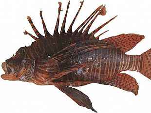 pesce-velenoso-e-mortale-nello-stretto-di-sicilia-allerta-della-capitaneria-di-porto