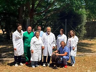 stop-allabbandono-dei-cani-al-via-la-campagna-asp