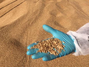 salute-pubblica-grillo-morassutti-il-grano-canadese-e-sbarcato-ma-la-regione-effettua-inutili-controlli