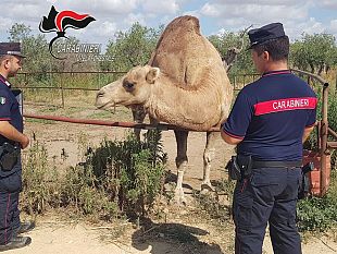 castelvetrano-azienda-agricola-con-specie-pericolose-e-protette-senza-documentazioni