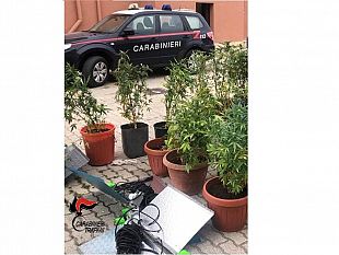 trapani/pantelleria-scoperta-nuova-varieta-di-canapa-indiana-un-arresto