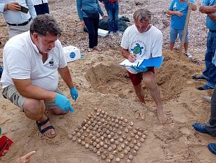 settecento-tartarughe-caretta-caretta-sono-nate-questestate-sulle-coste-trapanesi