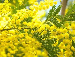 marsala-8-marzo-commissione-pari-opportunita