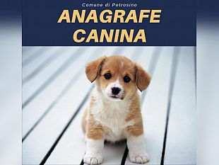 lotta-al-randagismo-a-petrosino-microchippati-50-cani-in-tre-mesi