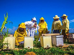 caltanissetta-sabato-9-novembre-corso-pratico-di-apicoltura-di-primo-livello