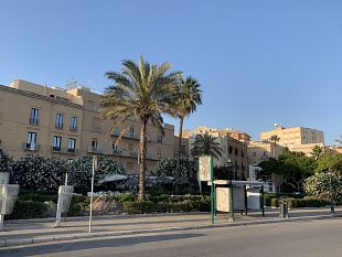 il-rotary-contribuisce-al-verde-pubblico-sei-nuove-palme-per-piazza-garibaldi