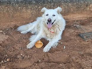 addio-a-bianca-la-mascotte-dellospedale-di-castelvetrano